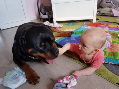 baby and rottie