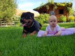 baby with rottie on blanket
