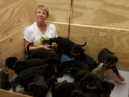 puppies-in-box1