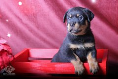 puppy-4