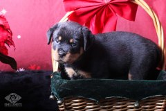 puppy-7