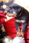 puppy-2