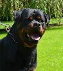 Duke_vdS_2014_07-01