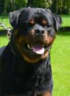 Duke_vdS_2014_07-02