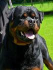 Duke_vdS_2014_07-03