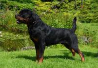 Duke_vdS_2014_07-08