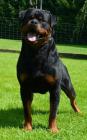 Duke_vdS_2014_07-12