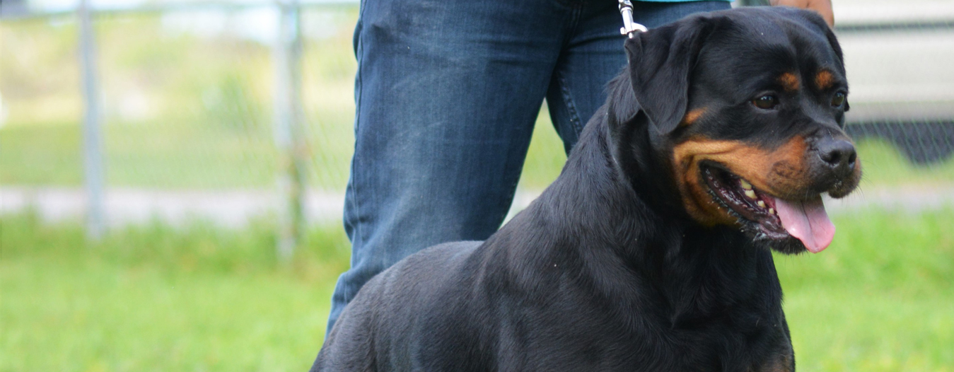 vom Hause Odom’s Rottweilers Puppy